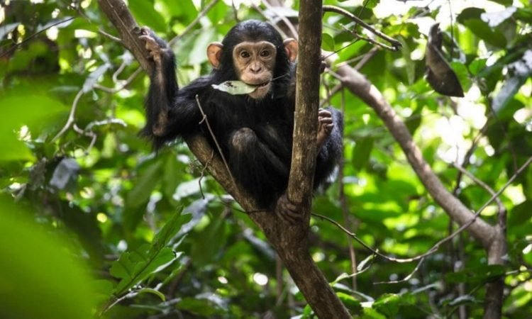 FactsAboutChimpanzeesinNyungweNationalPark